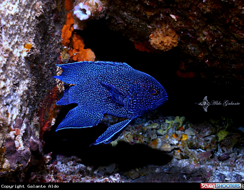 A Western Blue Devil  Fish