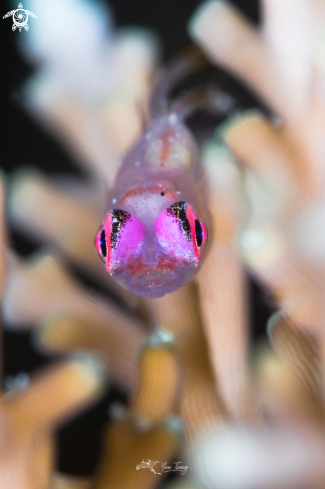 A Pink eye goby | Fish