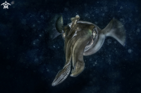 A l'olivo sp. | squid