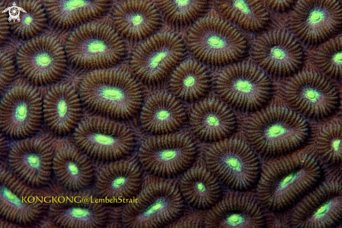 A Surface of a Hard Coral