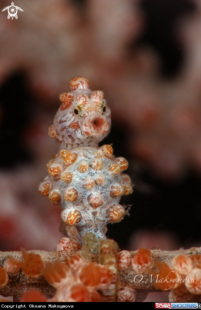 A Pygmy seahorse (Hippocampus bargibanti)