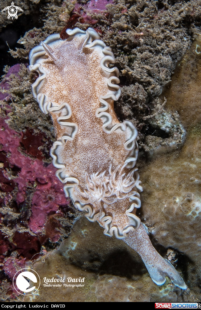 A Hikuero Glossodoris Nudibranch
