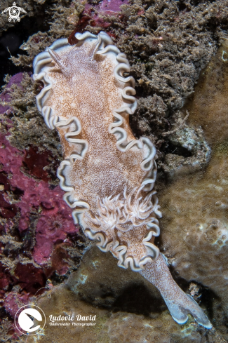A Hikuero Glossodoris Nudibranch