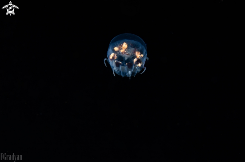 A Jellyfish sp. | Jellyfish sp.