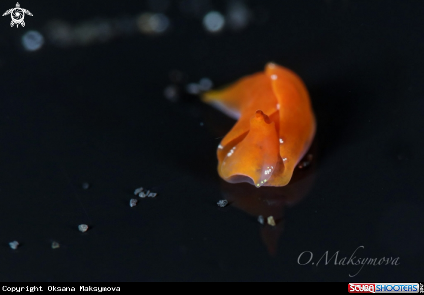 Batwing sea slug
