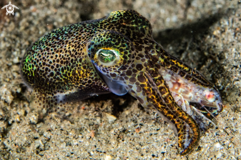 A Euprymna berryi | Bob-tailed squid