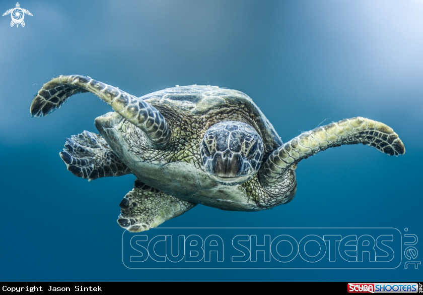 A Green sea Turtle