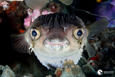 A Diodon holocanthus | Longspined Porcupinefish