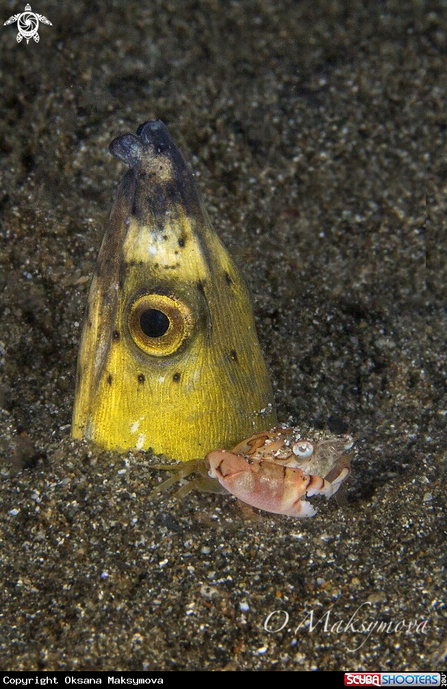 Highfin snake eel( Ophichthus altipennis ) with crab (Lissocarcinus laevis)