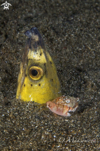 A Highfin snake eel( Ophichthus altipennis ) with crab (Lissocarcinus laevis)