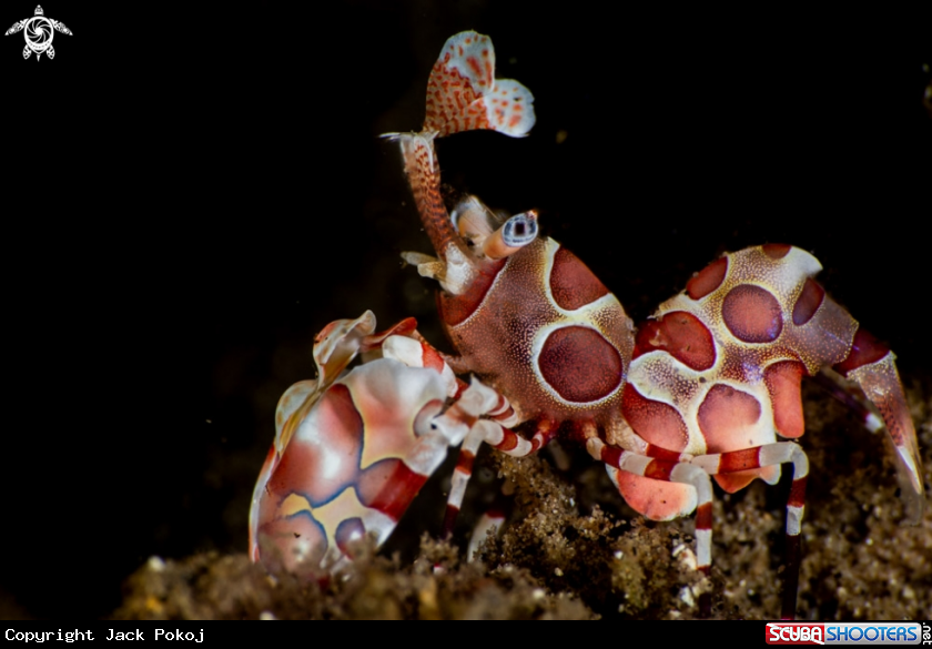 A Harlequin shrimp