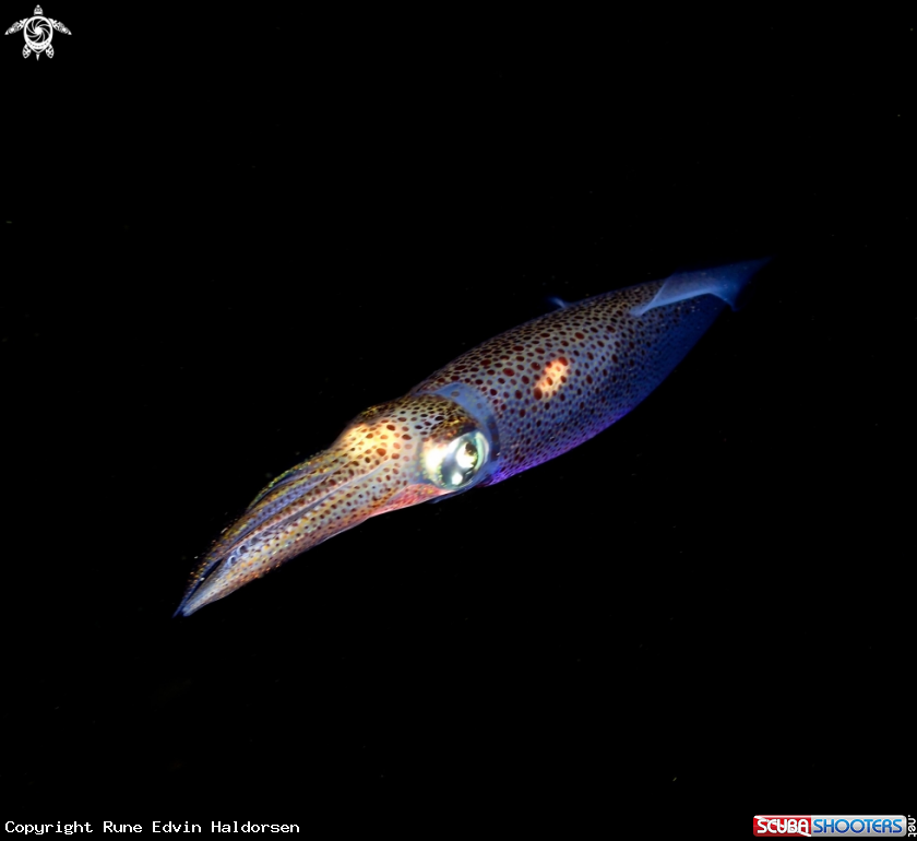 A European common squid