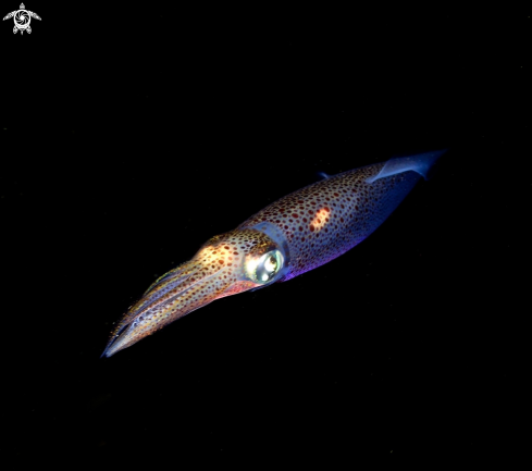 A Alloteuthis subulata | European common squid