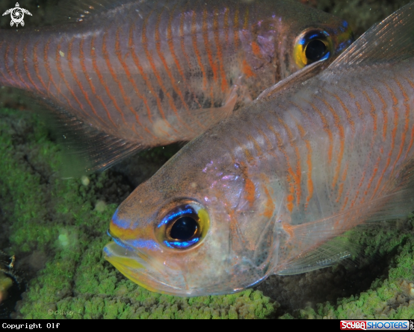 A Orange-lined cardinalfish 