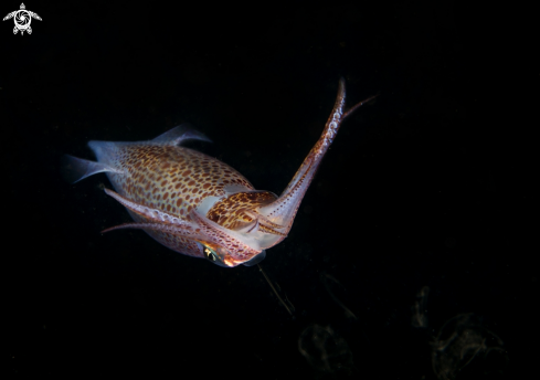 Common european squid