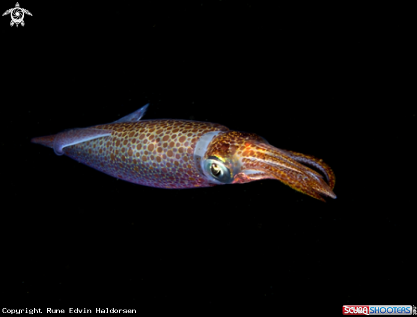 European common squid