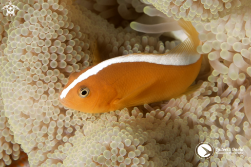 A Amphiprion sandaracinos | Orange Skunk Clownfish
