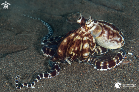 A Thaumoctopus mimicus | Mimic Octopus