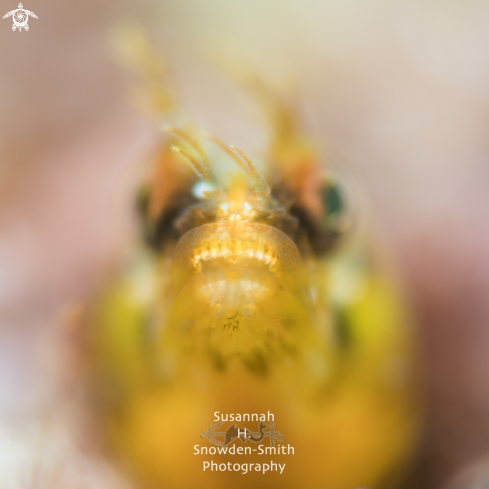 A Acanthemblemaria aspera | Golden Roughhead Blenny