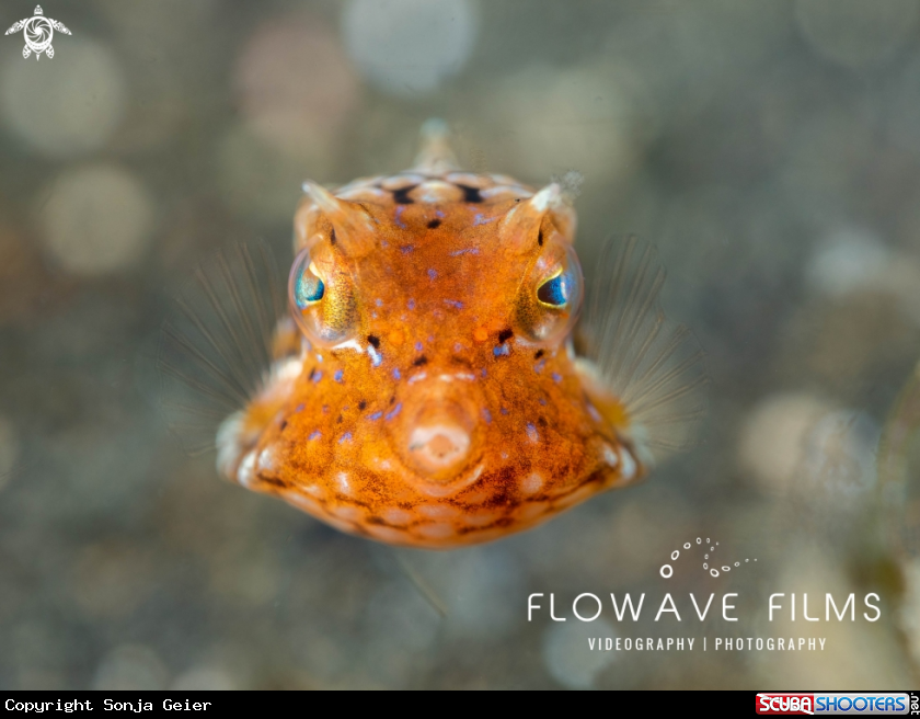 A Juvenile Thornback Boxfish