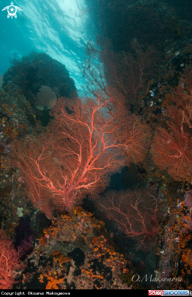 Wonderful coral reef