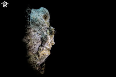A Ocellated frogfish, | frogfish