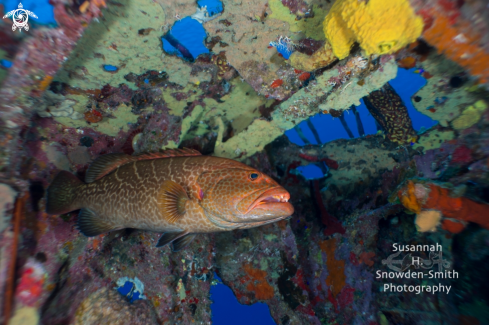A 28mm lens and grouper