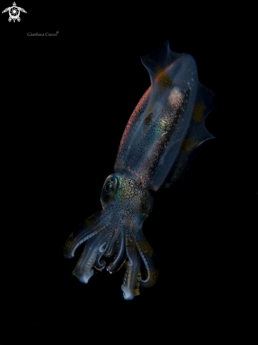 A Sepioteuthis lessoniana | Bigfin reef Squid 