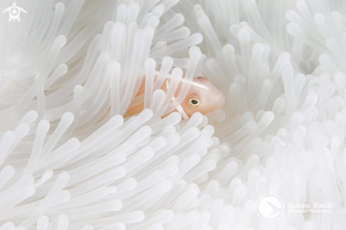 A Amphiprion perideraion | Pink Skunk Clownfish
