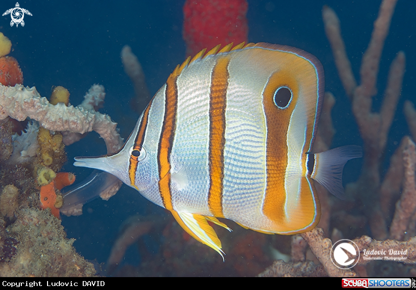 A copperband butterflyfish