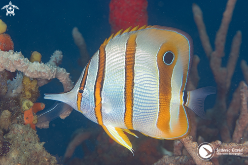 A Chelmon rostratus | copperband butterflyfish