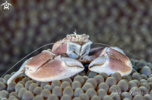 A Neopetrolisthes maculatus | Spotted Porcelain Crab