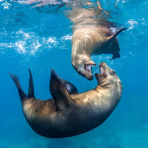 A California Sea Lion