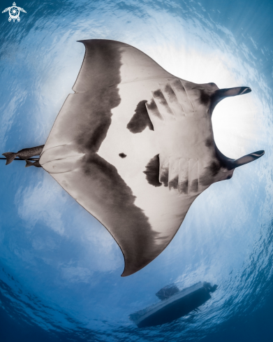 Giant Pacific Manta Ray