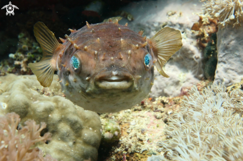 A Diodontidae | porcupine fish