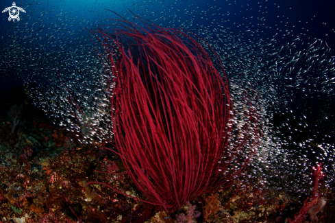 A Ellisella ceratophyta | Red Whip Coral