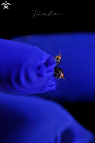 A Cyproidea ornata | Ladybugs