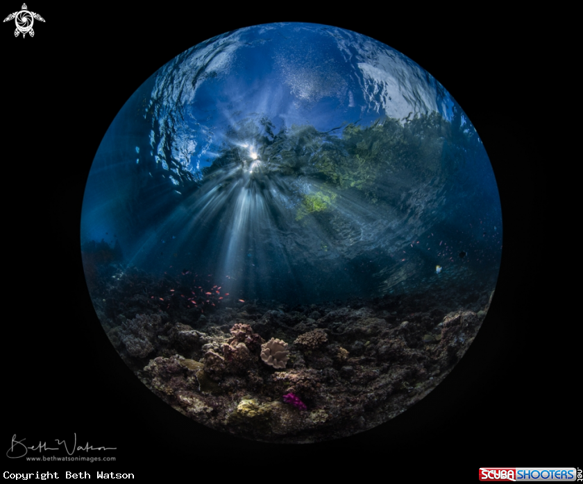 A Shallow water reef scene