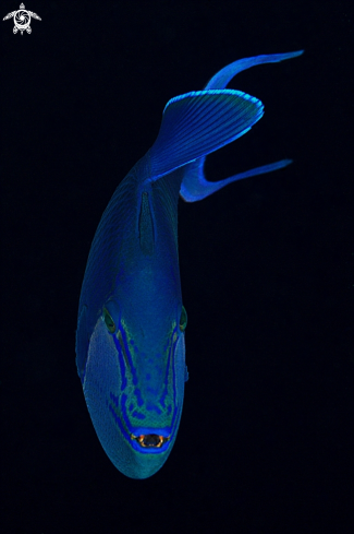 A Odonus niger | Redtooth triggerfish