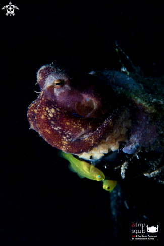 A Octopus with Yellow Goby
