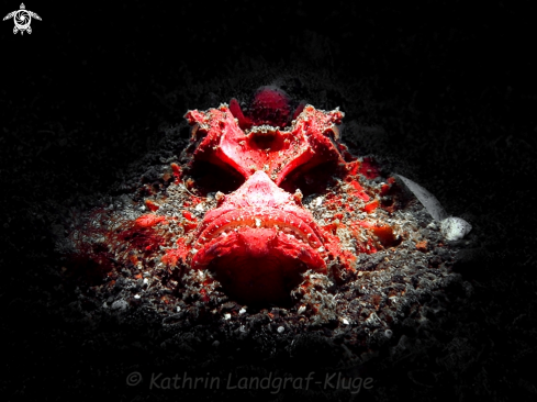 Red Devil Scorpionfish
