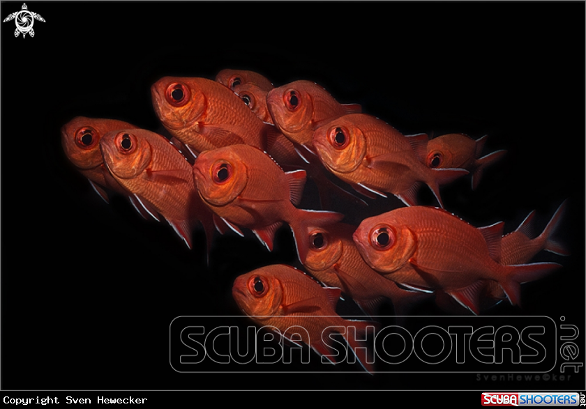 A pinecone soldierfish