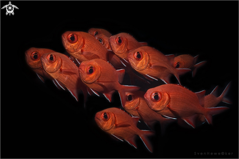A Myripristis murdjan | pinecone soldierfish