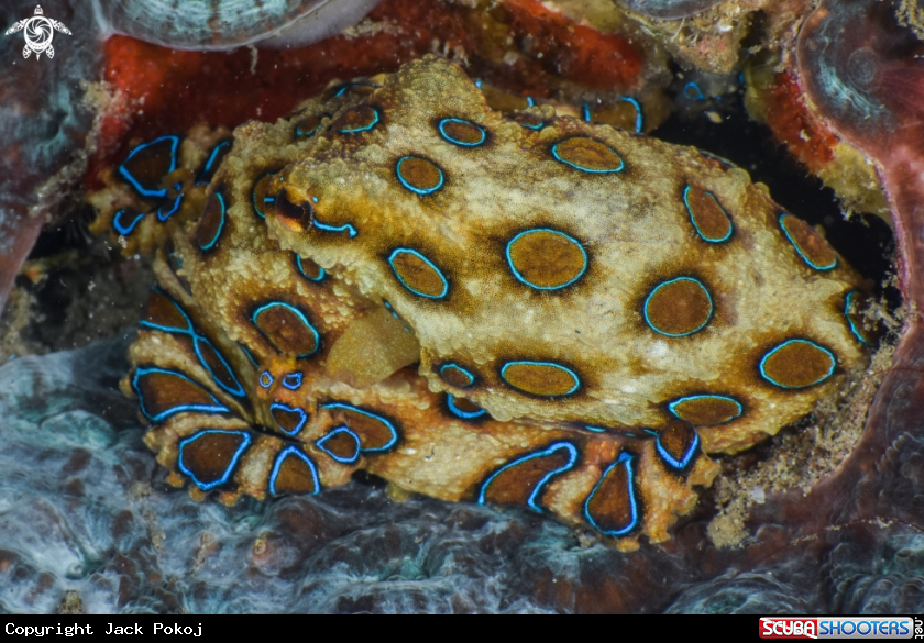 A Blue-ringed octopus