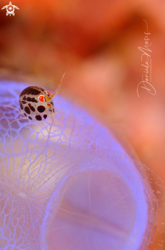 A Cyproidea ornata | Ladybug