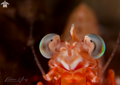 A Red Shrimp