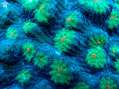 A pectinia | soft coral