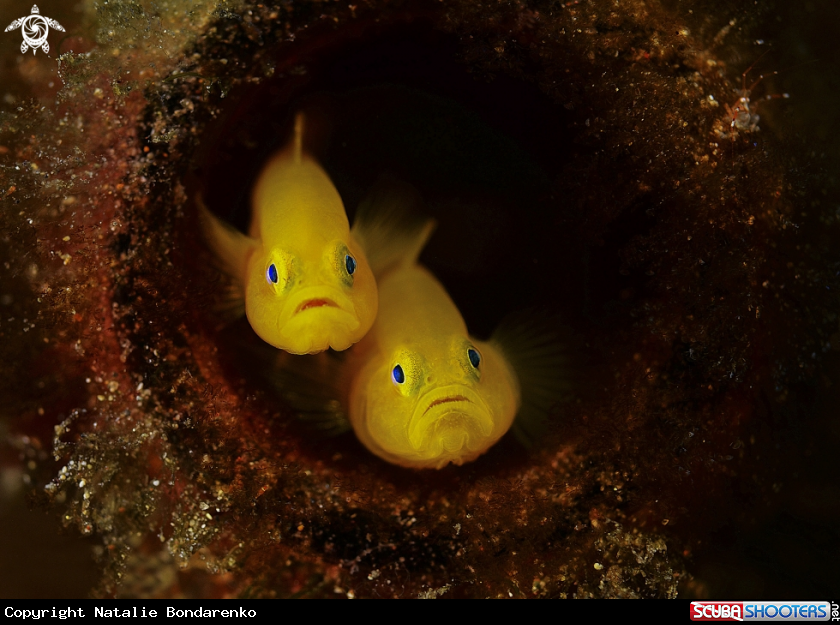 Two goby