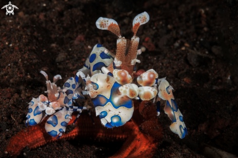 A Hymenocera picta | Harlequin shrimp