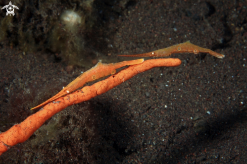 A Tozeuma sp. | Gambero rasoio , Saw blade shrimp 